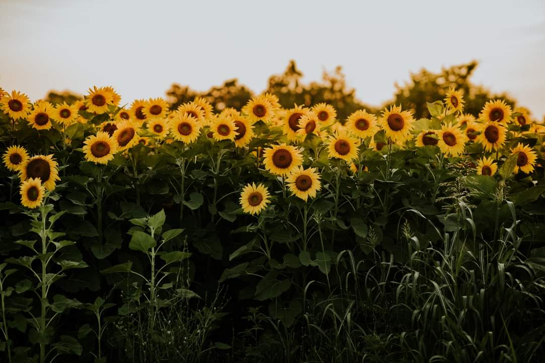 Sunflower Minis